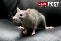 247 Rodent Treatment Hobart image 7